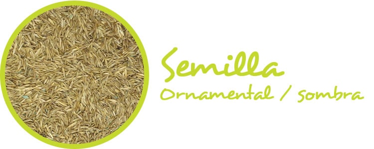 Semilla de cesped ornamental / sombra